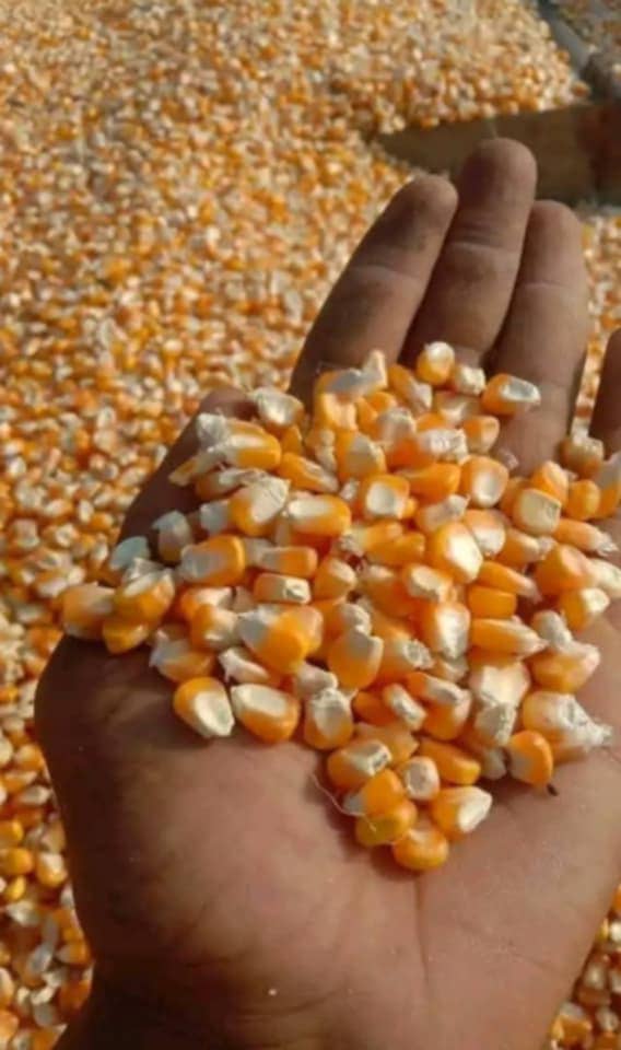 Yellow Corn -2.jpeg
