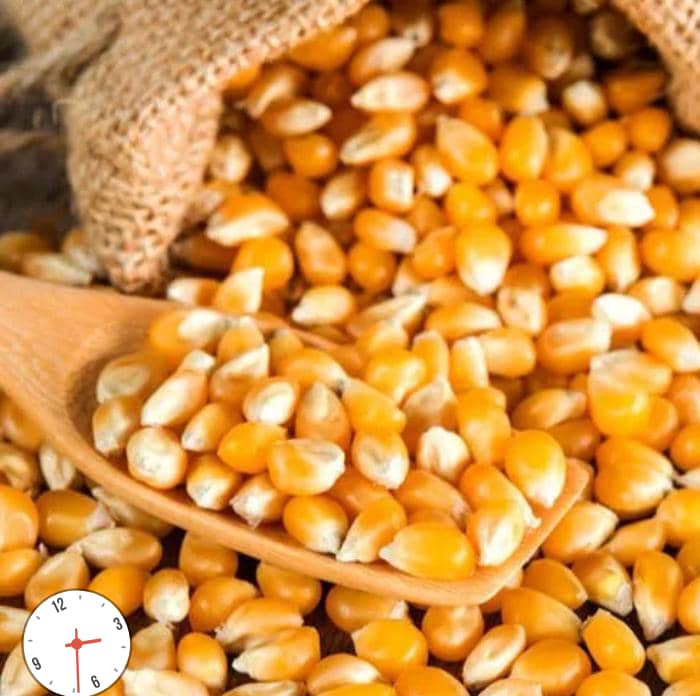 Yellow Corn-1.jpeg