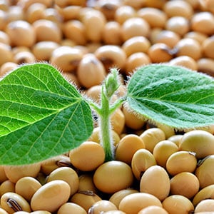Soybean Grain -Non GMO.jpeg